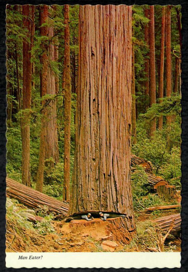 USA Two Modern Coloured Postcards of Redwood Trees. - 444995 - Postcard image 1