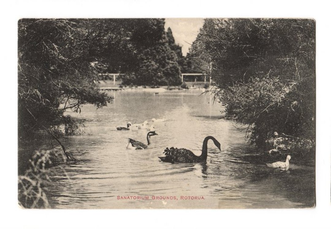 Postcard of the Sanatorium Grounds Rotorua. Swans. - 46184 - Postcard image 0