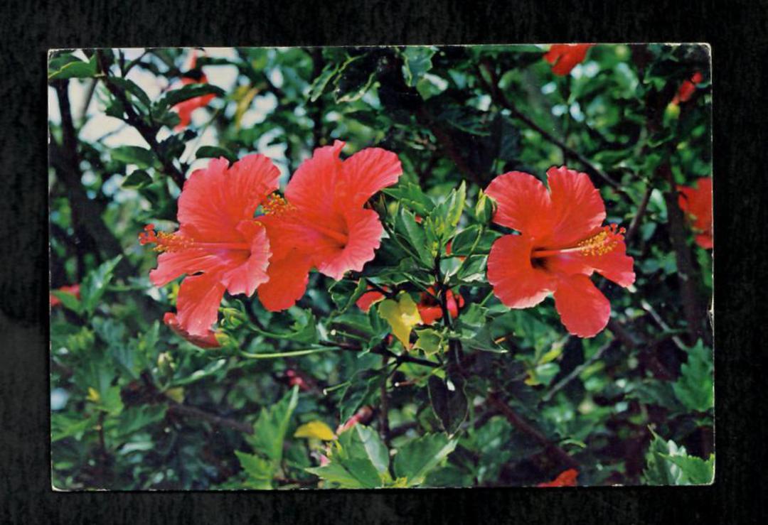Modern Coloured Postcard by Gladys Goodall of Hibiscus Flower. - 444580 - Postcard image 0