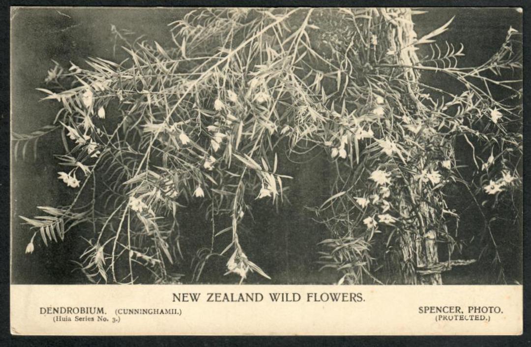 Wild Flowers. NEW ZEALAND Postcard by Spencer. - 42083 - Postcard image 0
