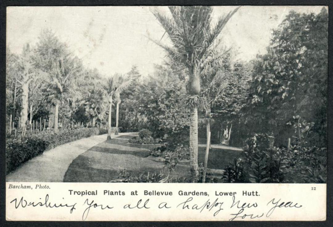 LOWER HUTT Bellvue Gardens. Tropical Plants. Postcard by Barcham. - 47354 - Postcard image 0