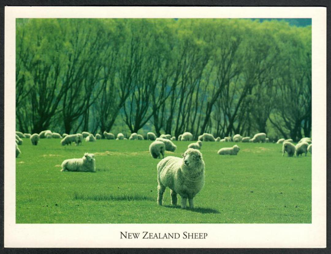 NEW ZEALAND SHEEP. Modern Coloured Postcard. Craig Potton. - 441988 - Postcard image 0