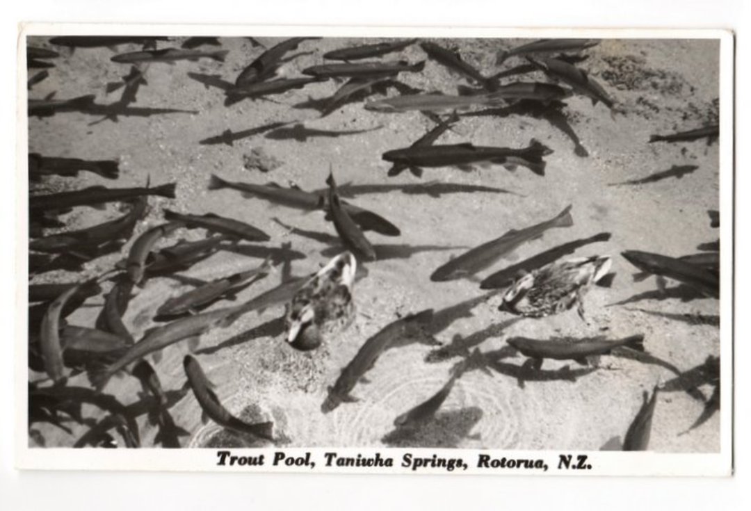 Real Photograph by N S Seaward of Trout Pool Taniwha Springs. - 46279 - Postcard image 0