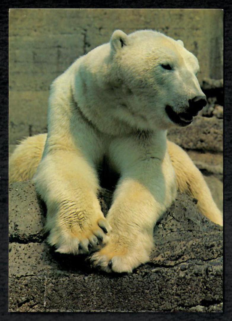 Modern Coloured Postcard of Polar Bear at London Zoo. - 444853 - Postcard image 0