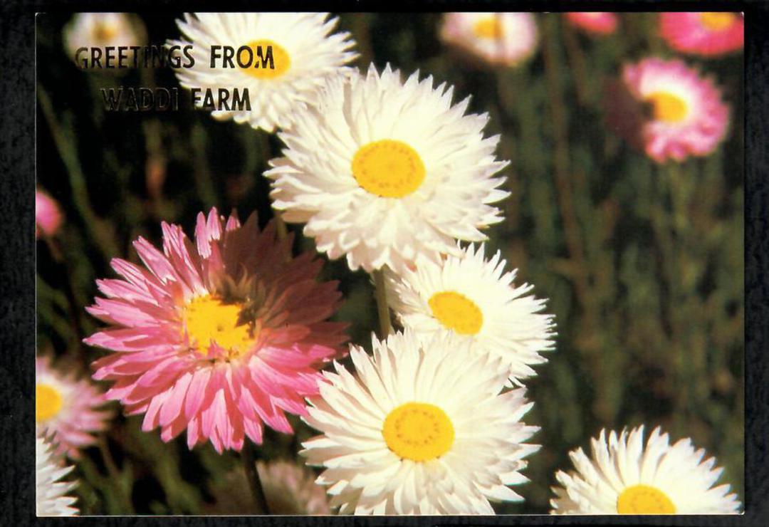 AUSTRALIA Modern Coloured Postcards from Waddi Farms of Flowers. Three cards. - 444917 - Postcard image 0