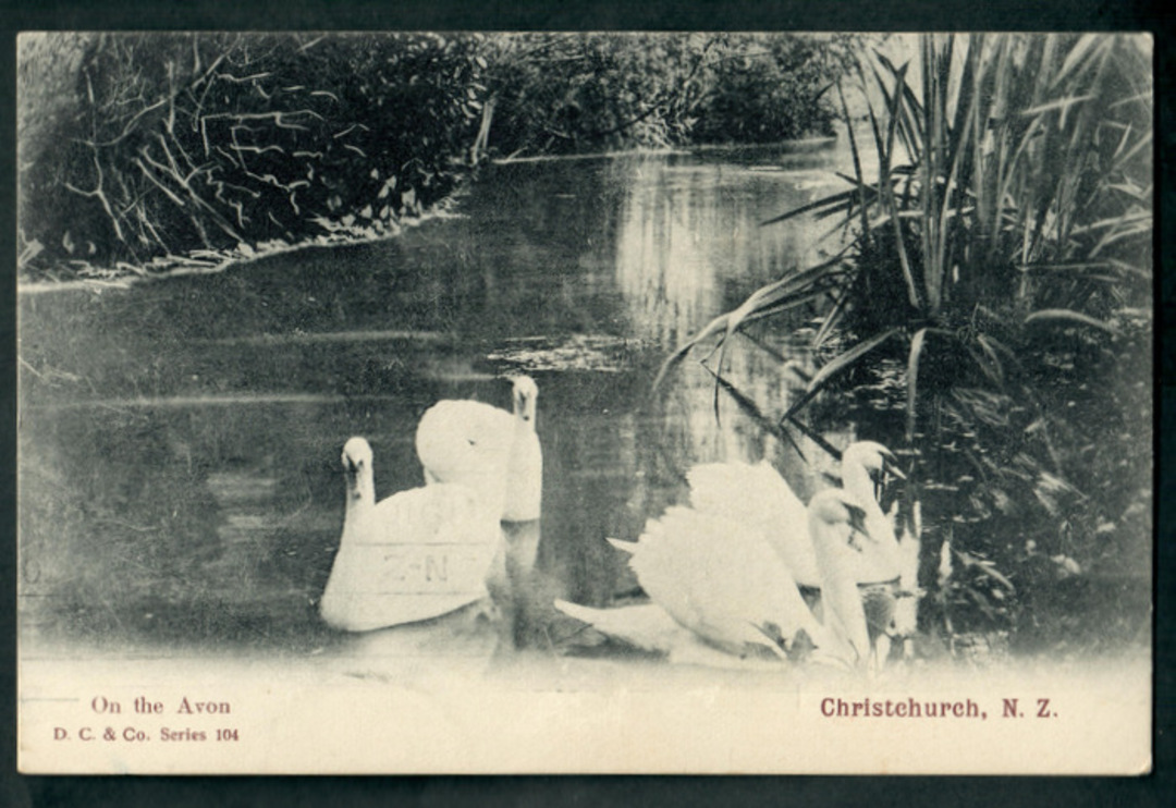Postcard of Swans on the Avon. - 48456 - Postcard image 0