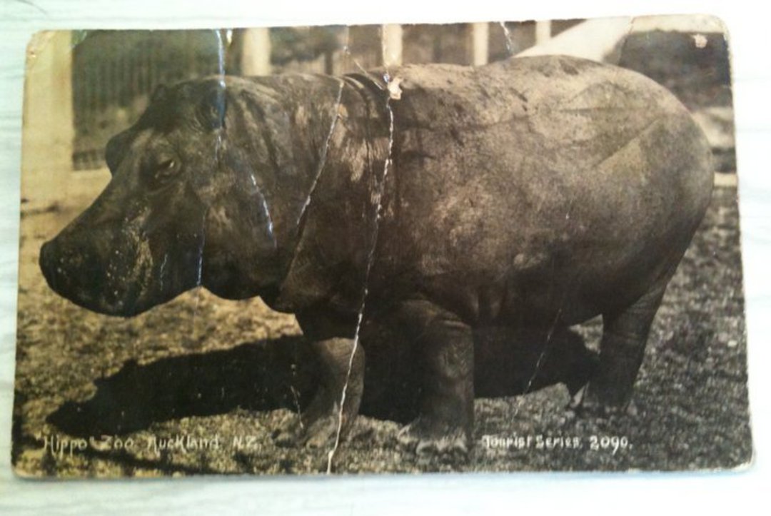 Real Photograph of the Hippo Auckland Zoo. Very poor condition, awful. - 45205 - Postcard image 0
