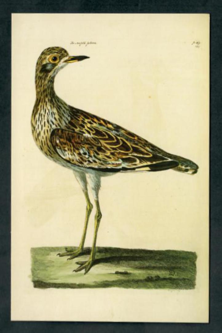 Modern Coloured Postcards from the British Library of Birds. Mainly old coloured illustrations from albums and books in the libr image 3