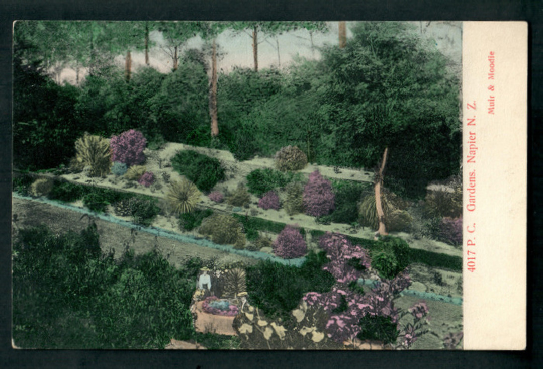 Coloured Postcard by Muir & Moodie of Gardens Napier. - 48086 - Postcard image 0