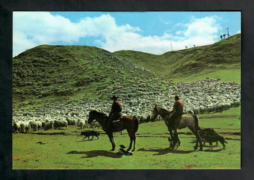 Modern Coloured Postcard by Gladys Goodall of Sheep Muster. - 444569 - Postcard image 0