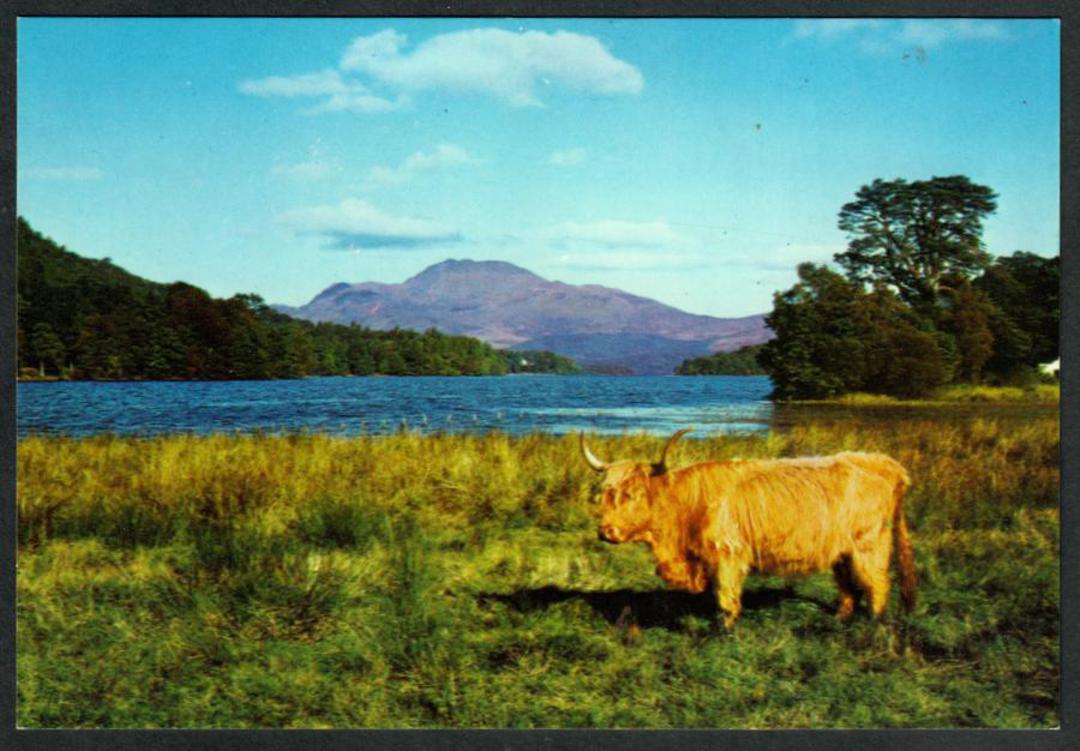 BEN LOMOND from Luss. Highland Cattle in the fireground. Real Photograph - 441449 - Postcard image 0