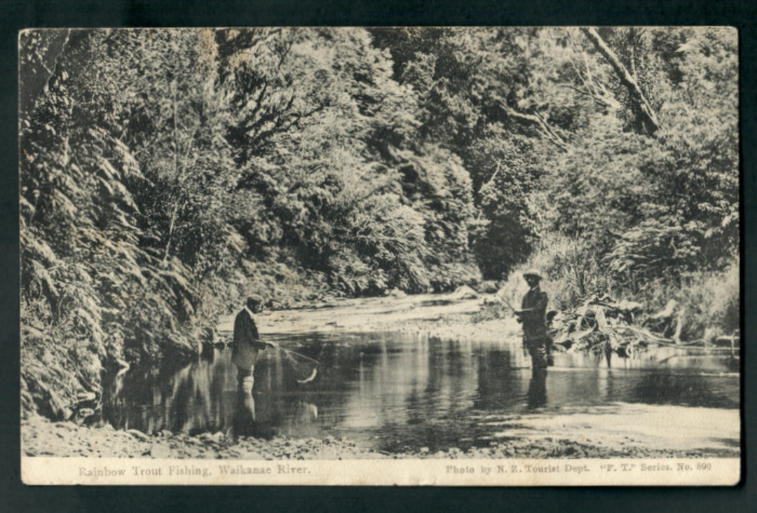 Postcard. Rainbow Trout Fishing Waikanae River. - 47320 - Postcard image 0