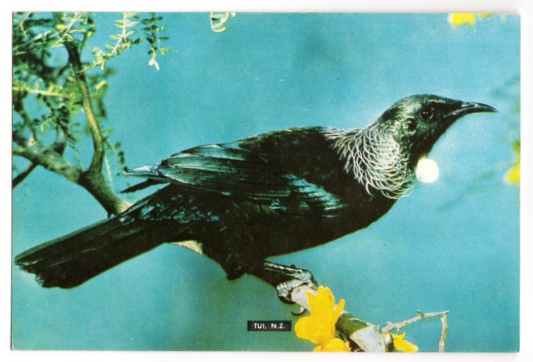 Modern Coloured Postcard by PPLtd of Tui. - 443516 - Postcard image 0
