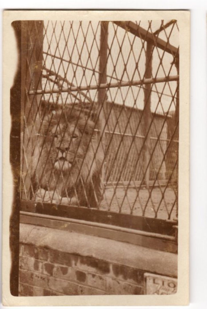 Photograph of the Lion at Wellington Zoo. - 47616 - Photograph image 0