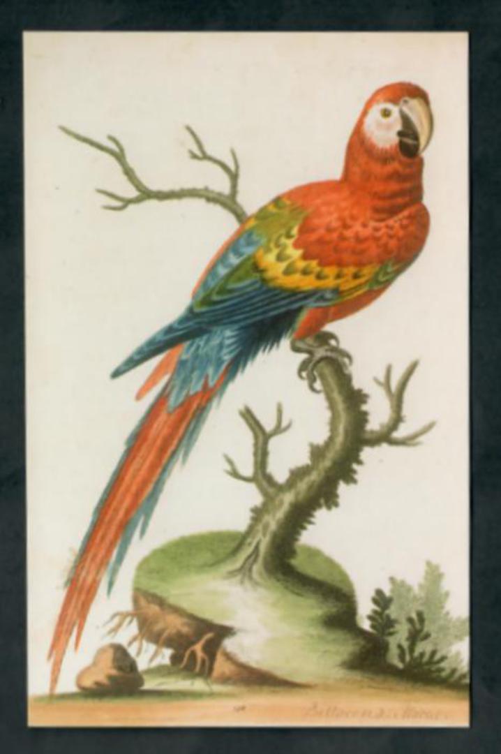 Modern Coloured Postcards from the British Library of Birds. Mainly old coloured illustrations from albums and books in the libr image 5
