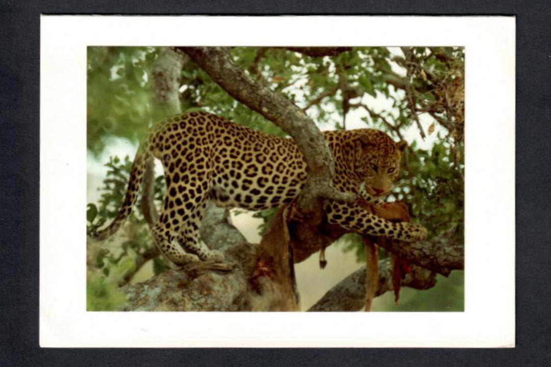 SOUTH AFRICA Modern Coloured Postcard of a Leopard by Sandy Iljon. - 444807 - Postcard image 0