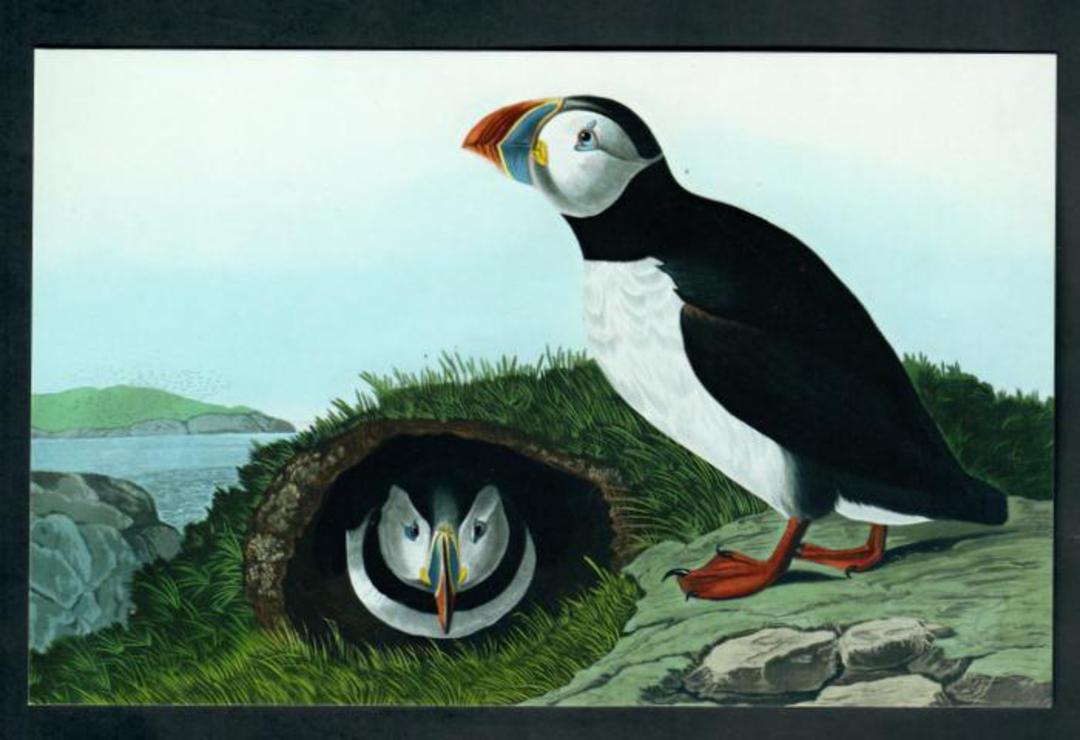 Modern Coloured Postcards from the British Library of Birds. Mainly old coloured illustrations from albums and books in the libr image 2