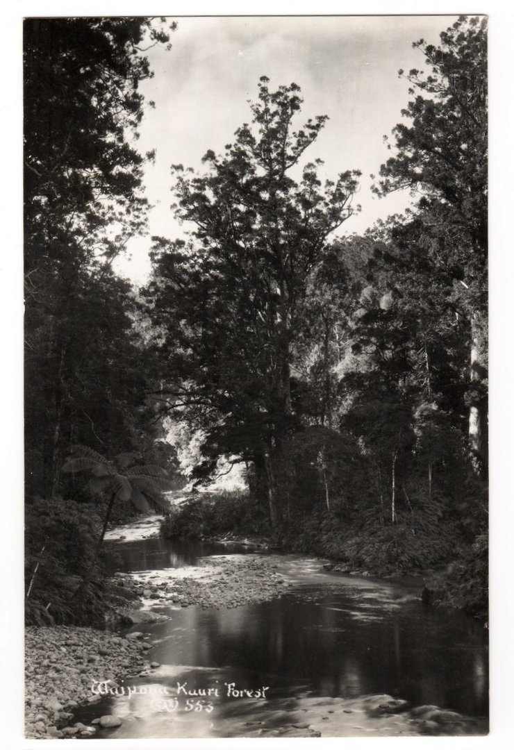 Real Photograph by  G E Woolley of Waipoua Kauri Forest. - 44874 - image 0