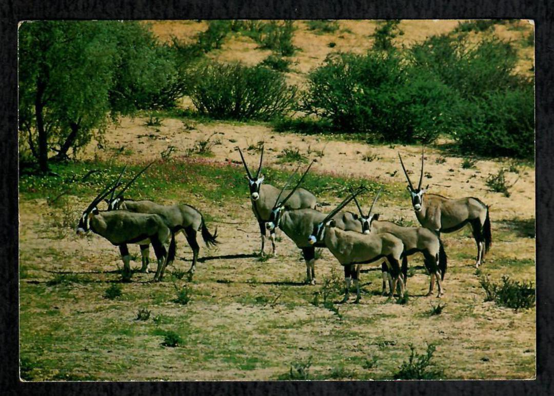 SOUTH AFRICA Modern Coloured Postcard of Gemsbok. - 444982 - Postcard image 0