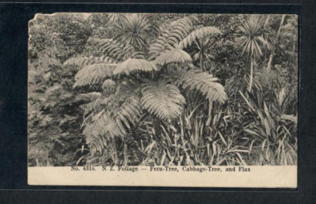 NEW ZEALAND Bush Fern Tree Cabbage Tree Flax Early Undivided Postcard Chewed at top left. - 249751 image 0