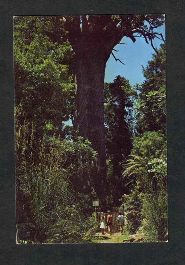 Modern Coloured Postcard by Gladys Goodall of Tane Mahuta Waipoua Forest. Take 1. Girl in white dress. - 444395 - Postcard image 0