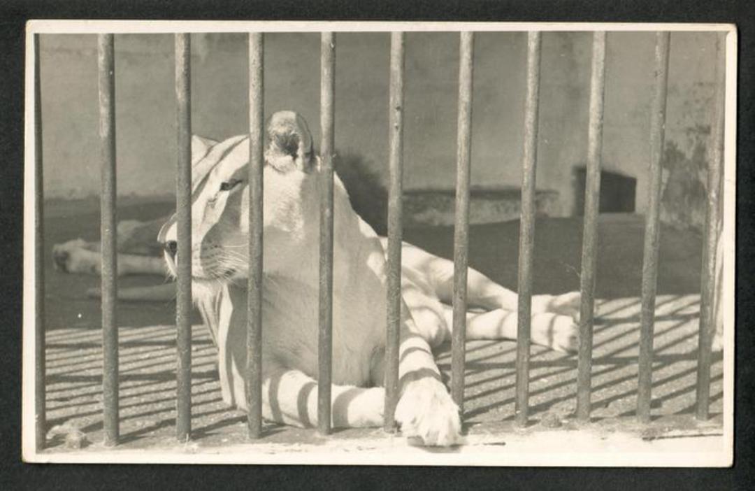 Real Photograph by N S Seaward of Lioness at Dunedin Zoo. - 249161 - Postcard image 0