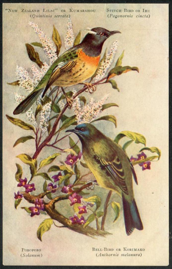 IHI and KORIMAKO. New Zealand Birds. Coloured Postcard. - 43518 - Postcard image 0