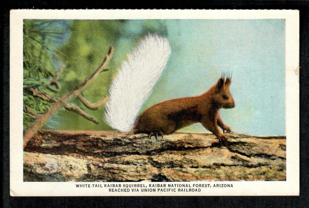 USA Coloured Postcard by Union Pacific Railroad of White-Tailed Squirrel. - 40695 - Postcard image 0
