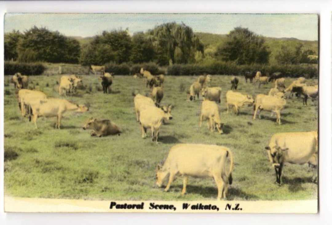 Tinted Postcard by N S Seaward of Pastoral Scene Waikato. - 45798 - Postcard image 0