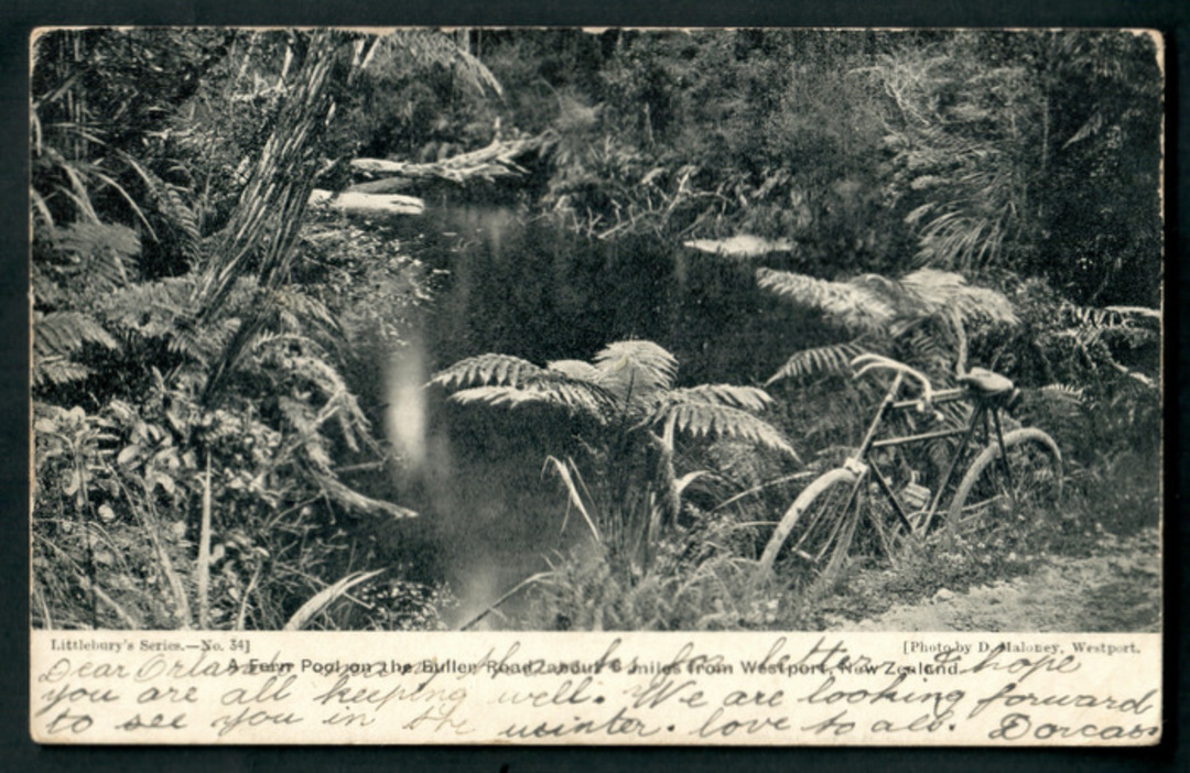 Early Undivided Postcard of Fern Pool on the Buller Road. - 48808 - Postcard image 0