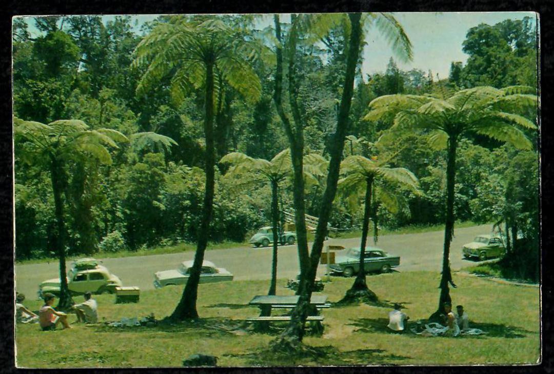 Modern Coloured Postcard by Gladys Goodall of Waipoua Kauri Forest. - 444012 - Postcard image 0