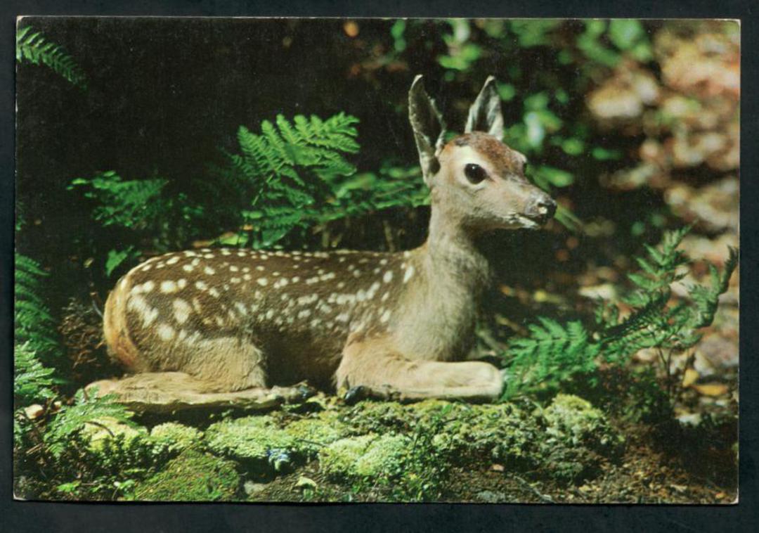 Modern Coloured Postcard by Gladys Goodall of young spotted fawn. - 444650 - Postcard image 0