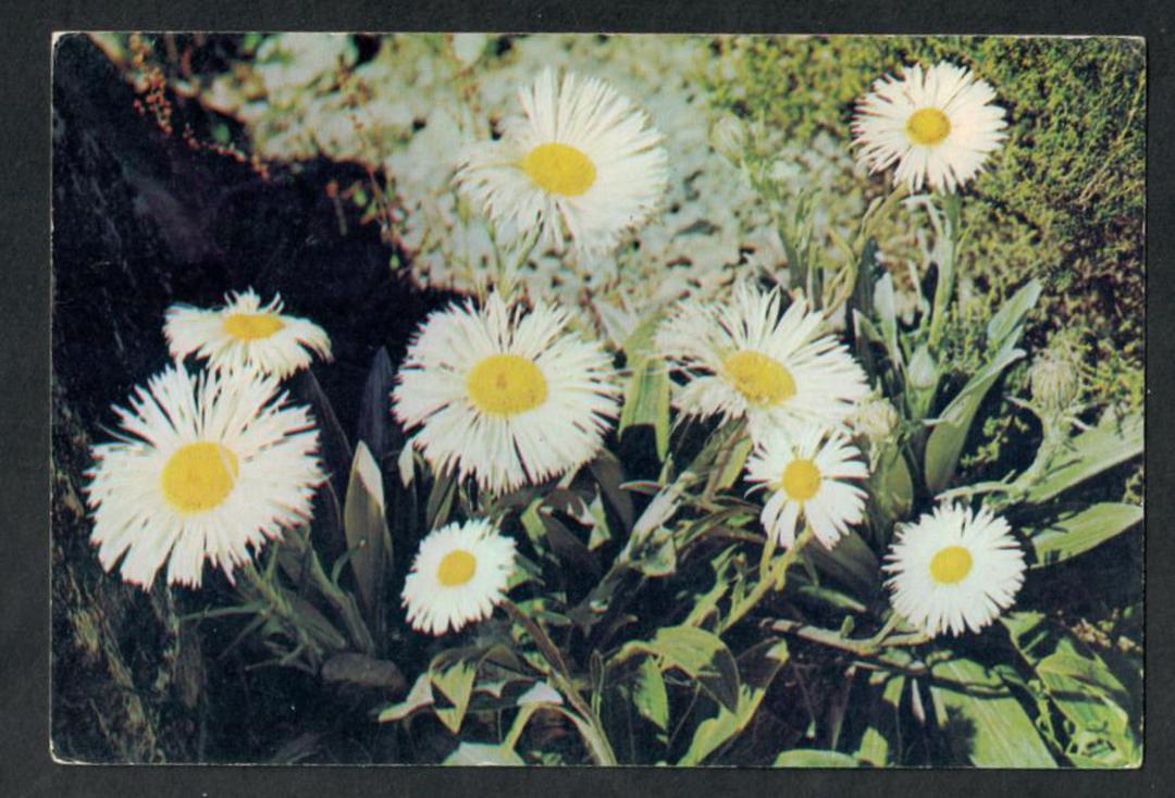 Modern Coloured Postcard by Gladys Goodall of Mountain Daisy. - 444281 - Postcard image 0