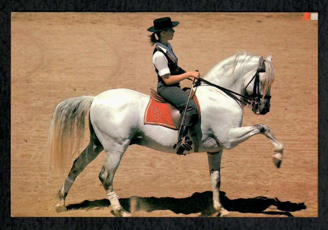 Modern Coloured Postcard of Spanish Andelusian Stallion. - 444901 - Postcard image 0