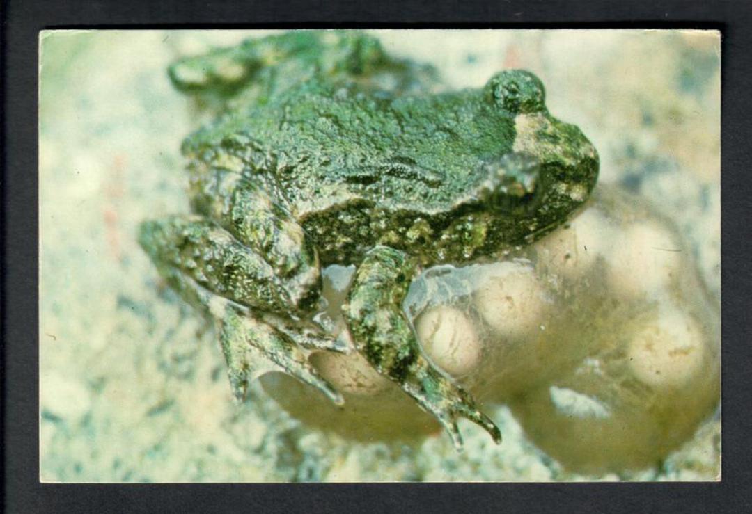 Modern Coloured Postcard by Logan of Native Frog. Found only in the Coromandel Peninsula. Leiopelma archeyi. - 446516 - Postcard image 0