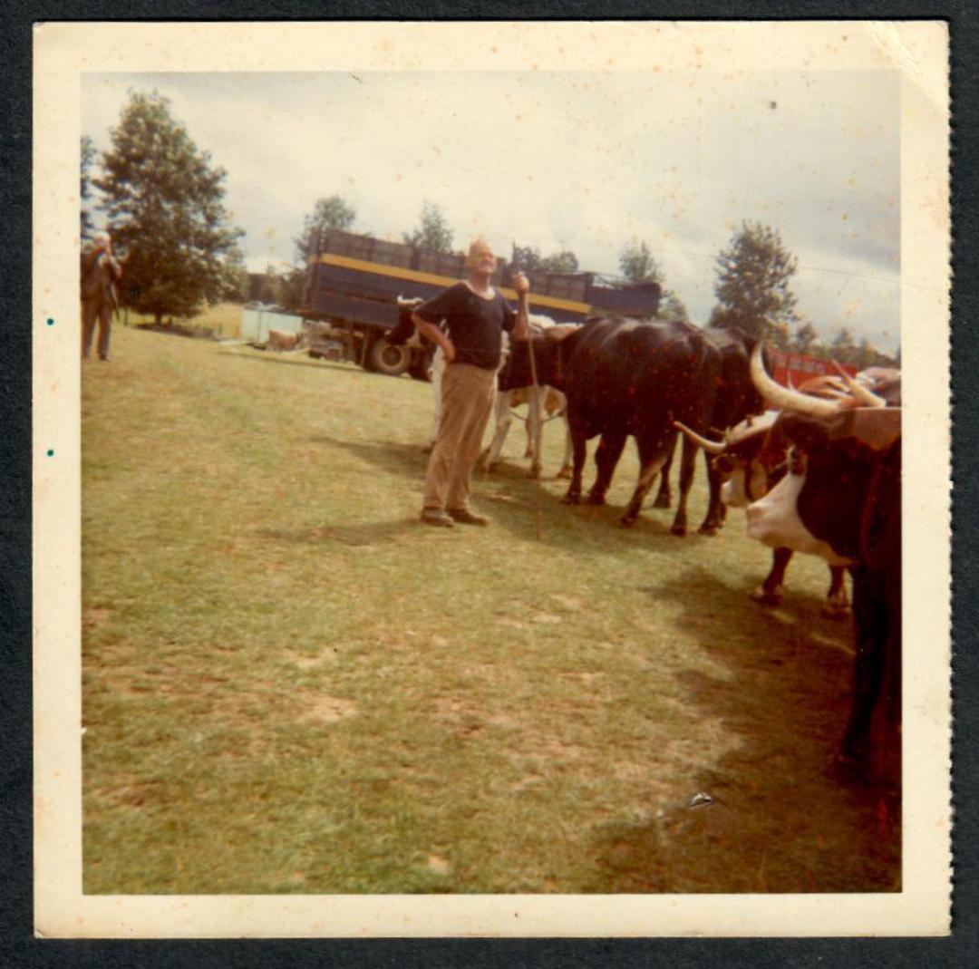 TEAM of OXEN. Small size private photo. - 45042 - Photograph image 0