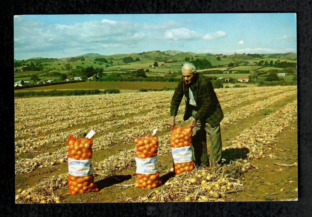 Modern Coloured Postcard by Gladys Goodall of Onion Crop Pukekohe. - 444460 - Postcard image 0
