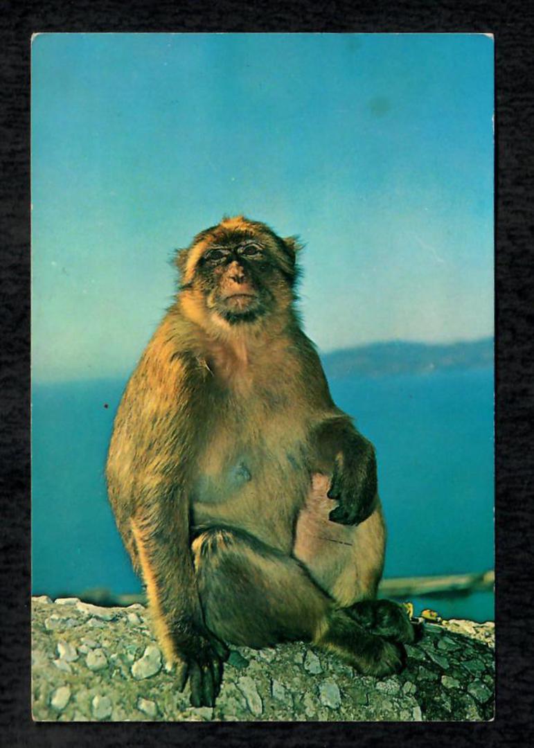 GIBRALTAR Modern Coloured Postcard of Rock Ape. - 444819 - Postcard image 0