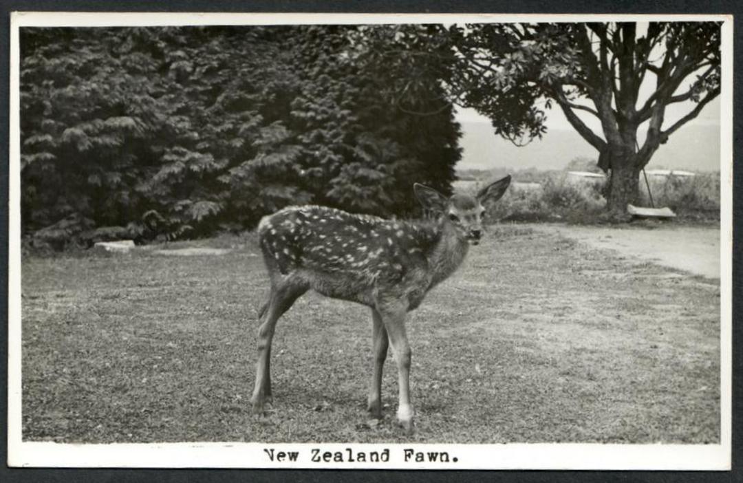 New Zealand FAWN Real Photograph by N S Seaward. - 41994 - Postcard image 0