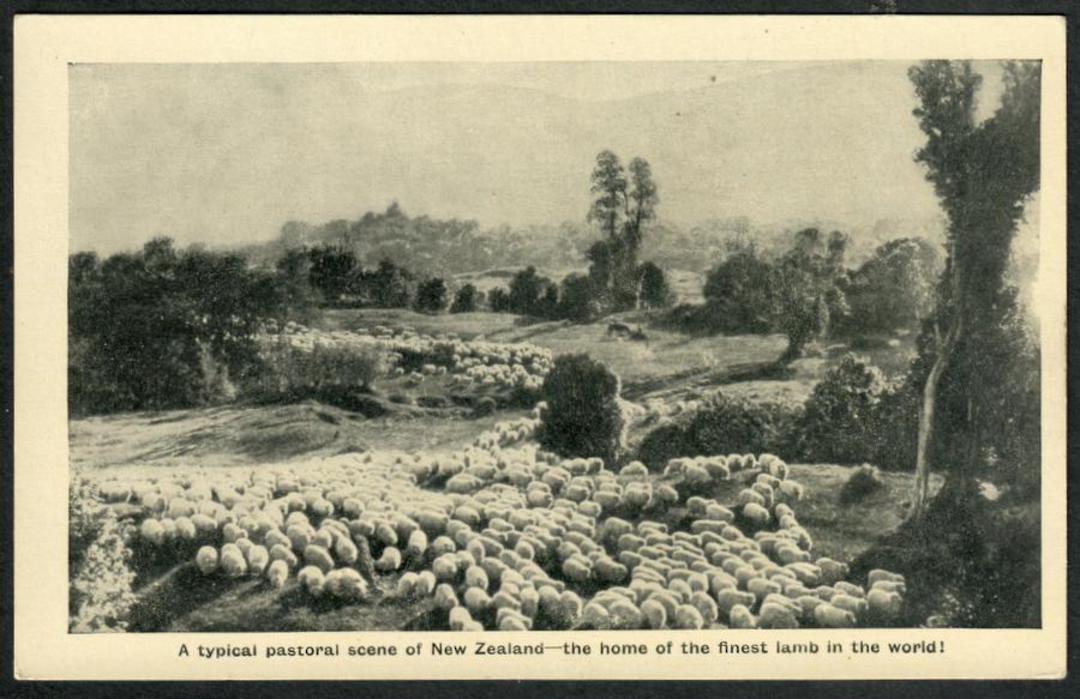 Postcard of a typical pastoral scene in New Zealand. The home of the finest lamb in the world. - 41759 - Postcard image 0