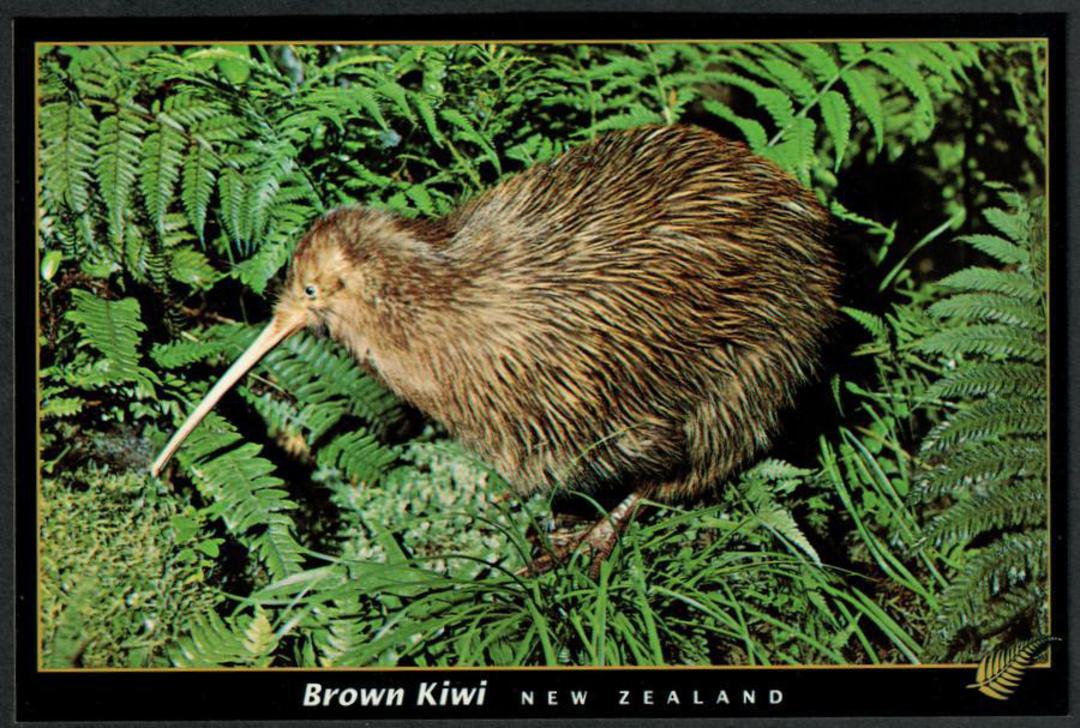 BROWN KIWI Modern Coloured Postcard by PPL - 443531 - Postcard image 0
