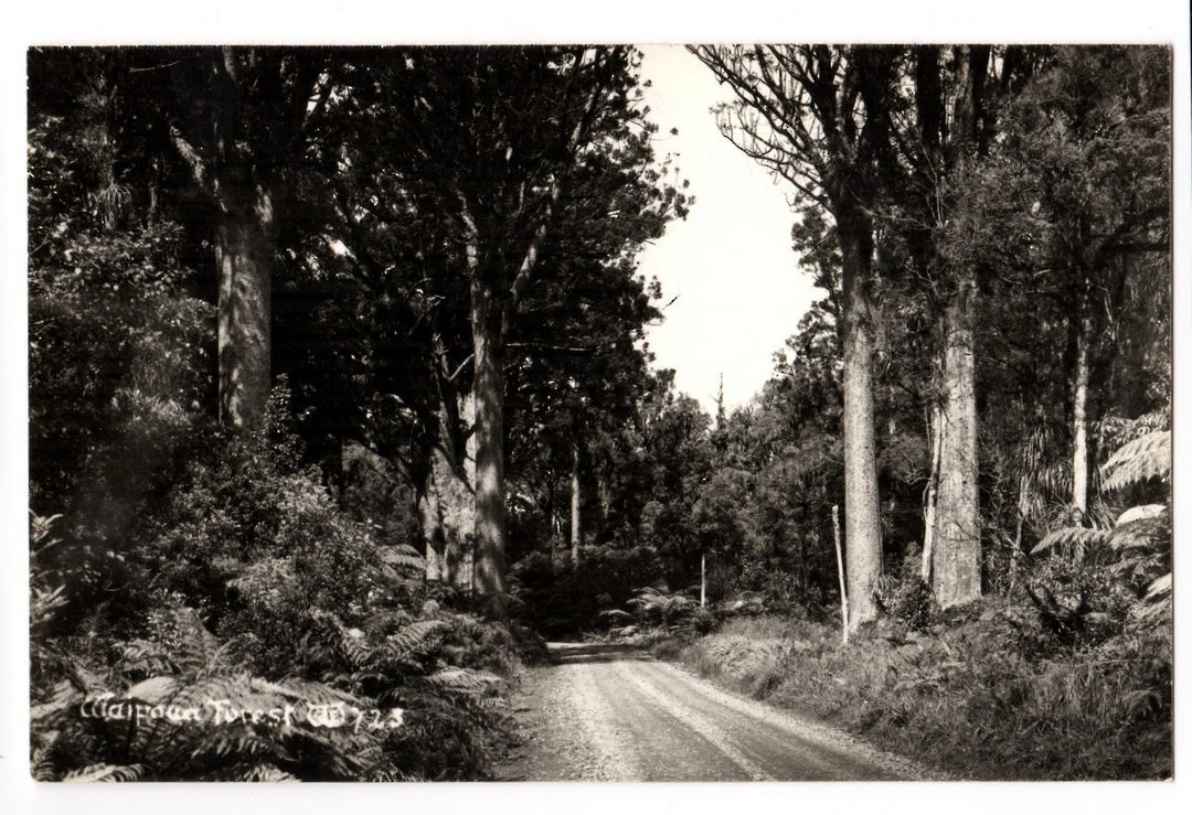 Real Photograph by T G Palmer & Son of Waipoua Forest. - 44779 - Postcard image 0