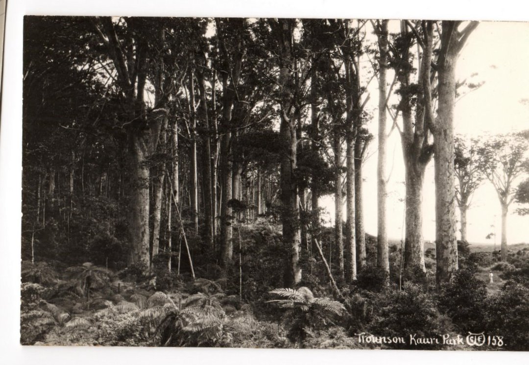 Trounson Kauri Par Real Photograph by G E Woolley. - 44773 - Postcard image 0
