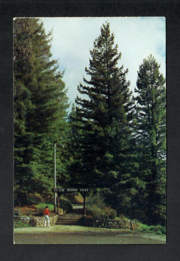 Modern Coloured Postcard by Gladys Goodall of the American Redwood Trees at the entrance to the Waitomo Caves. - 444174 - Postca image 0