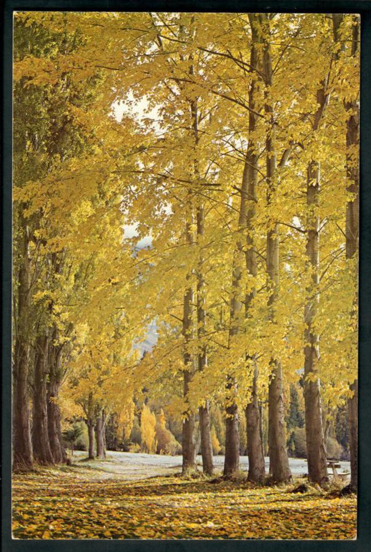 Modern Coloured Postcard in large size of Autumn in New Zealand. Probably Central Otago. - 100446 - Postcard image 0