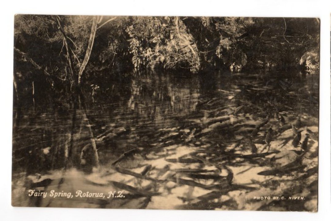 Real Photograph published by Tanner of Fairy Spring Rotorua. - 245961 - Postcard image 0