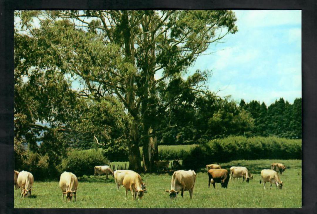 Modern Coloured Postcard by Gladys Goodall of Jersey Cattle Waikato. - 444527 - Postcard image 0