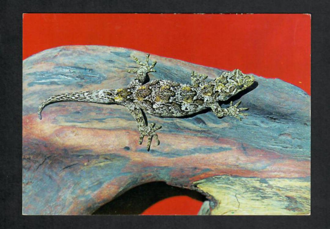 Modern Coloured Postcard by Gladys Goodall of a New Zealand Gecko. - 444181 - Postcard image 0