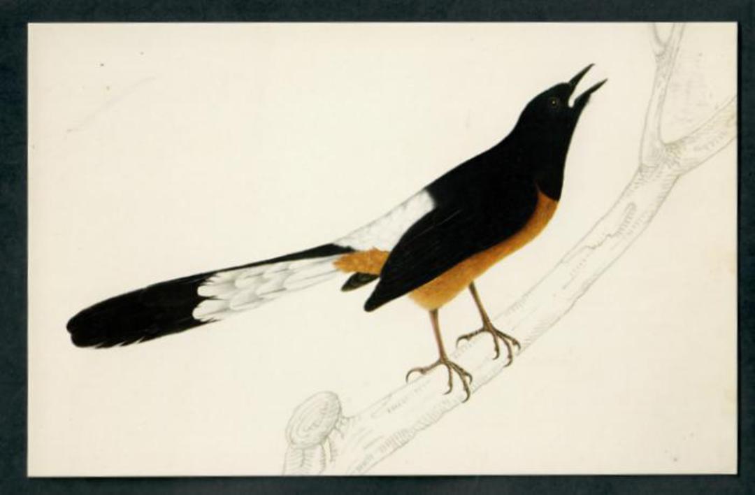 Modern Coloured Postcards from the British Library of Birds. Mainly old coloured illustrations from albums and books in the libr image 1