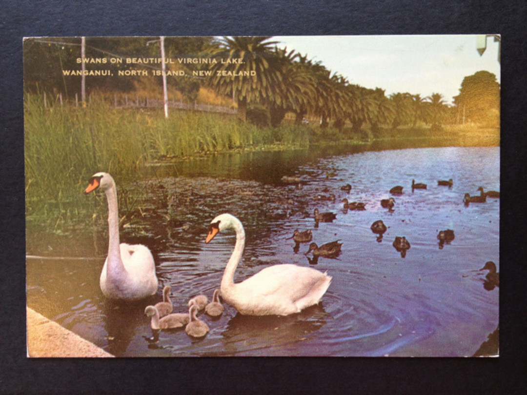 Modern Coloured Postcard by G B Scott of Virginia Lake Wanganui. - 447101 - Postcard image 0